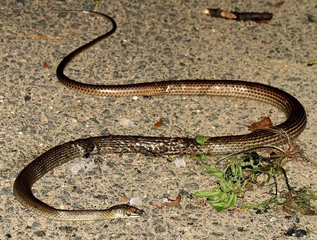 Rat Snake - largest living animals earth - Factins