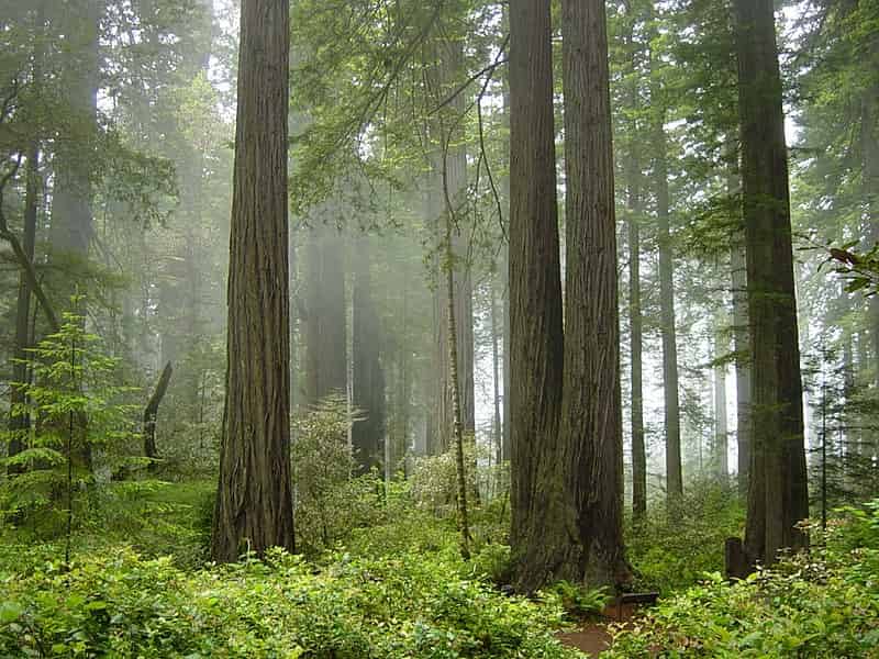 redwood national park - Giant Tree =- Factins