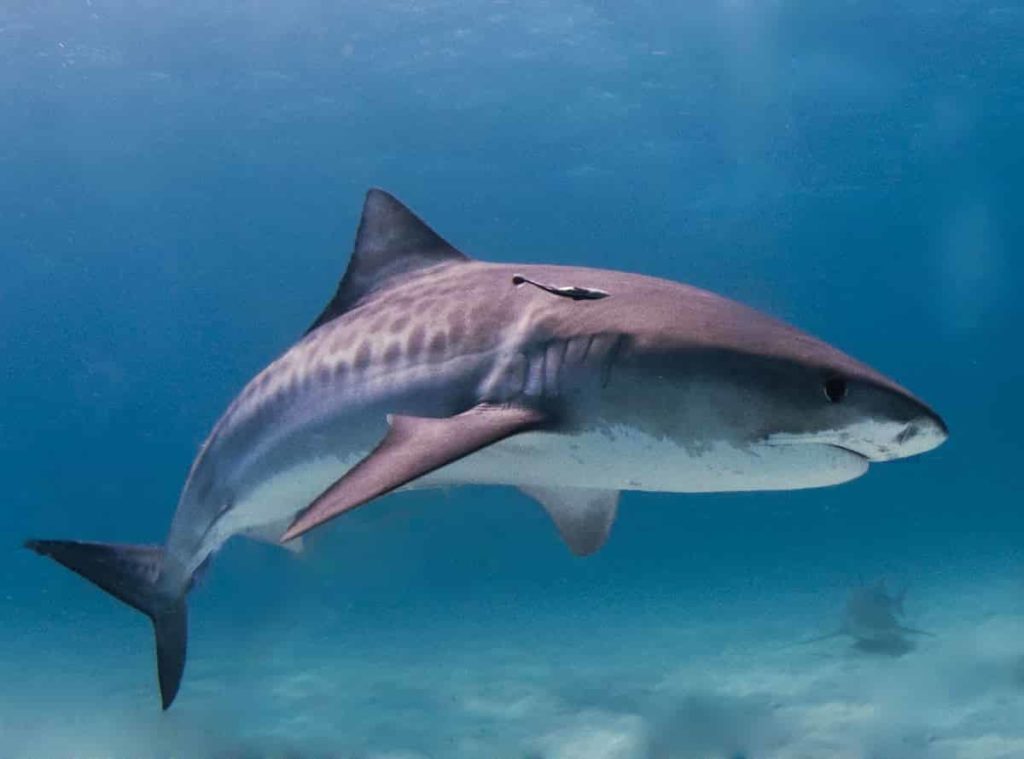 Tiger Shark - largest living animals earth - Factins