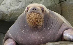 Walrus - largest sea creatures - Factins