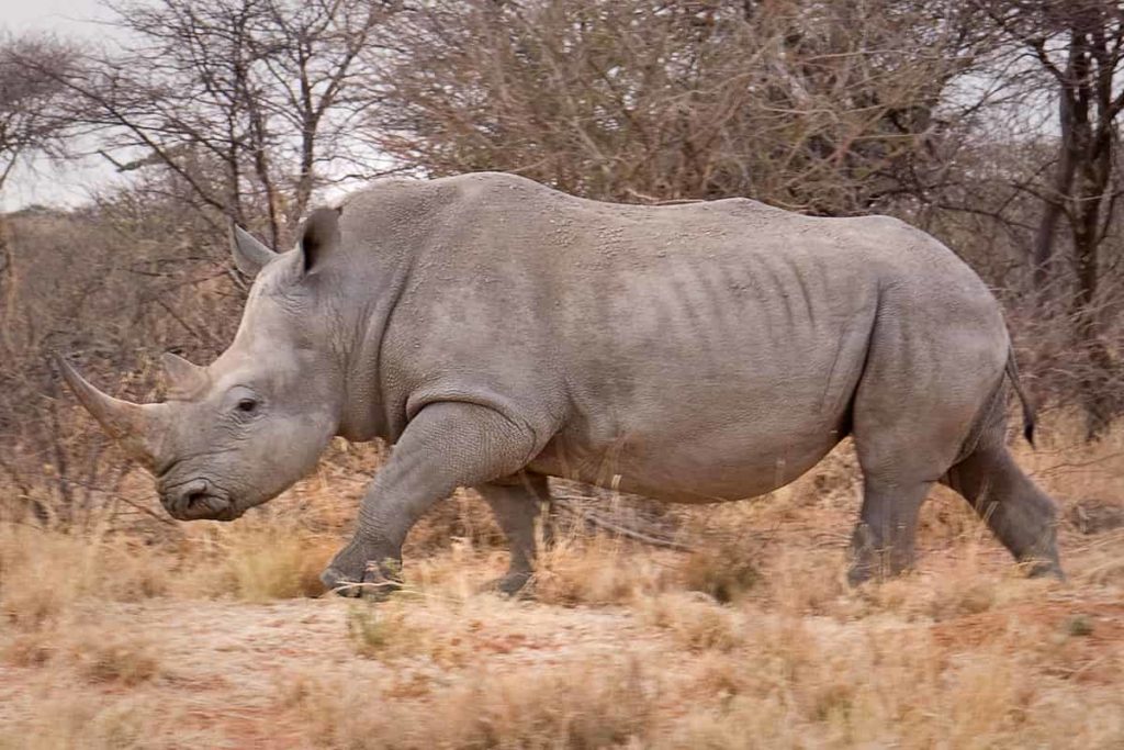 White rhinoceros -Top 17 largest living animals Earth - Factins