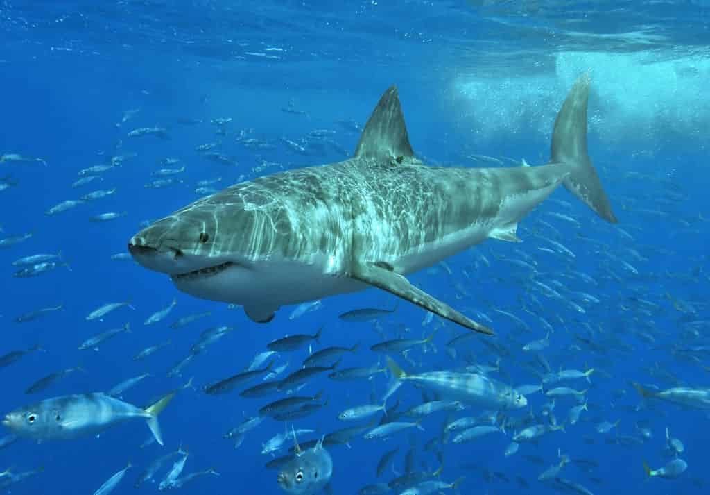 White Shark - largest living animals earth - Factins