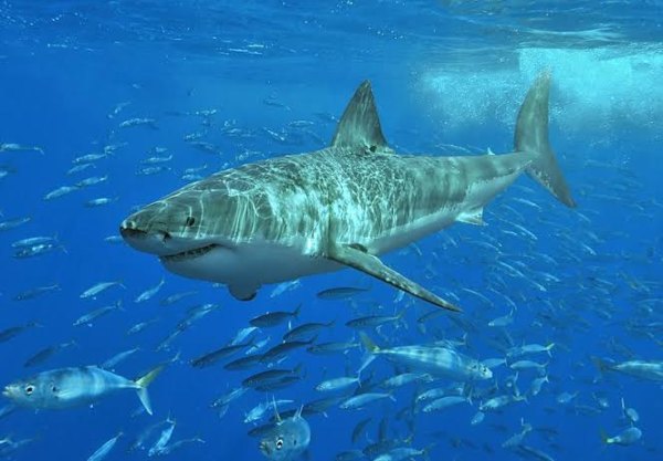 whiter_shark-Giant-Largest-Sea-Creature