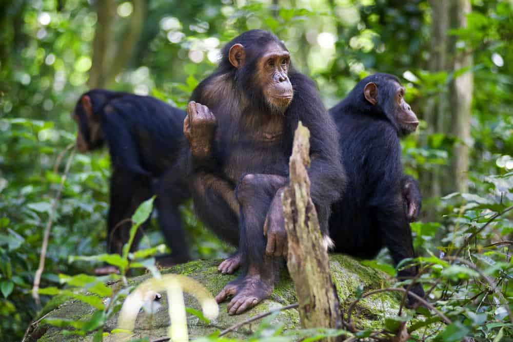 Chimpanzee Group - Great Apes - Factins