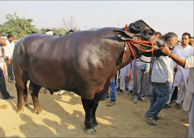 Highly prices Indian Gaur - Indian Bull - Factins