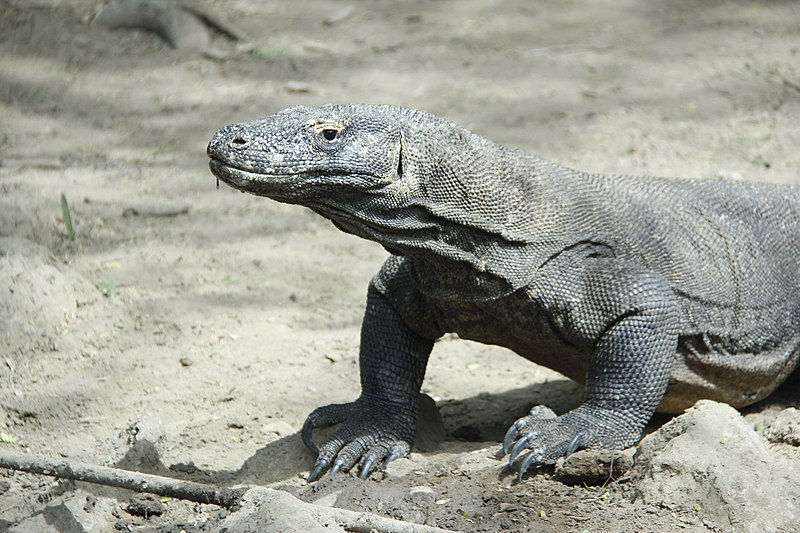 40 Interesting Facts about Komodo Dragons – Factins