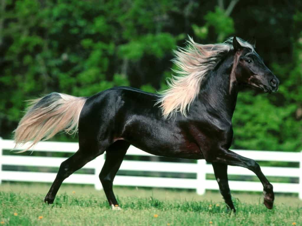 Black Arabian Horse - Horse Facts - Factins