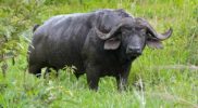 28 Interesting facts about Gaur – The Giant Indian bull