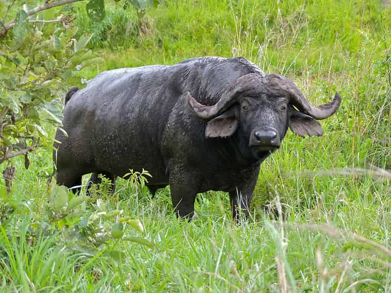 Indian Giant Gaur - Indian Bull - Factins