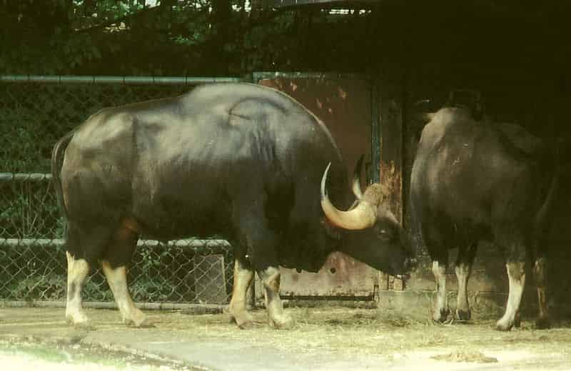 Indian Gaur Hump - Indian Bull - Factins