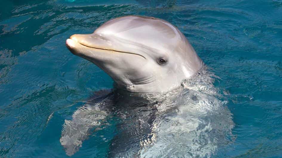 Dolphin Fish - Factins