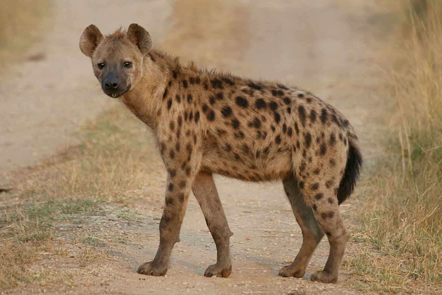 Hyena at Forest - Spotted Hyena facts - Factins