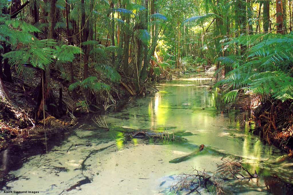 Rain Forest - Fraser Island - Factins