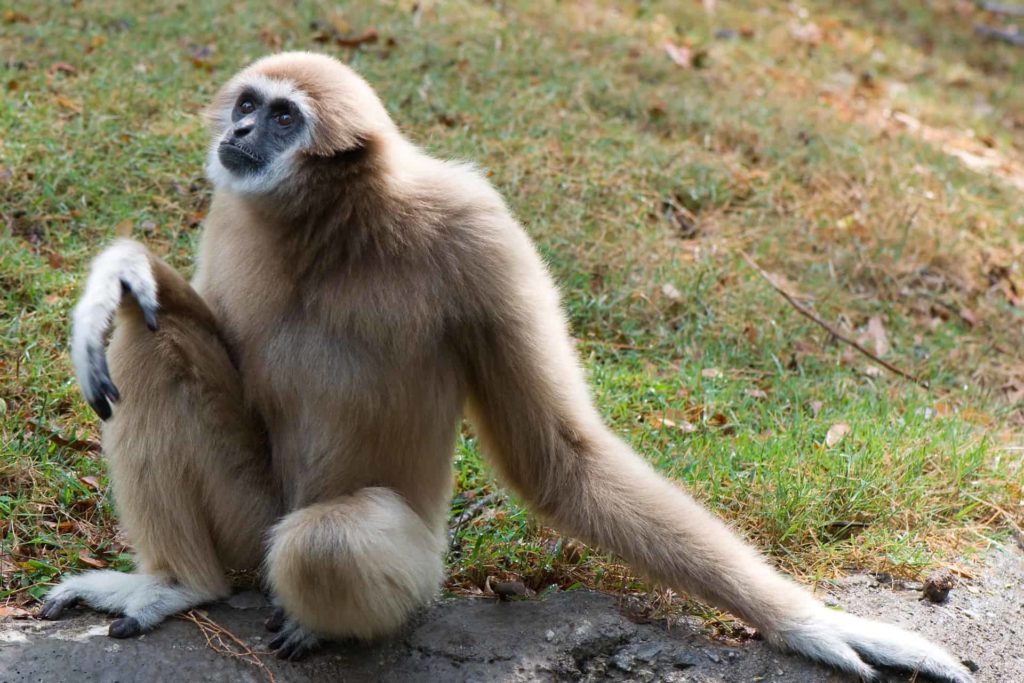 Gibbon - Great Apes - Factins