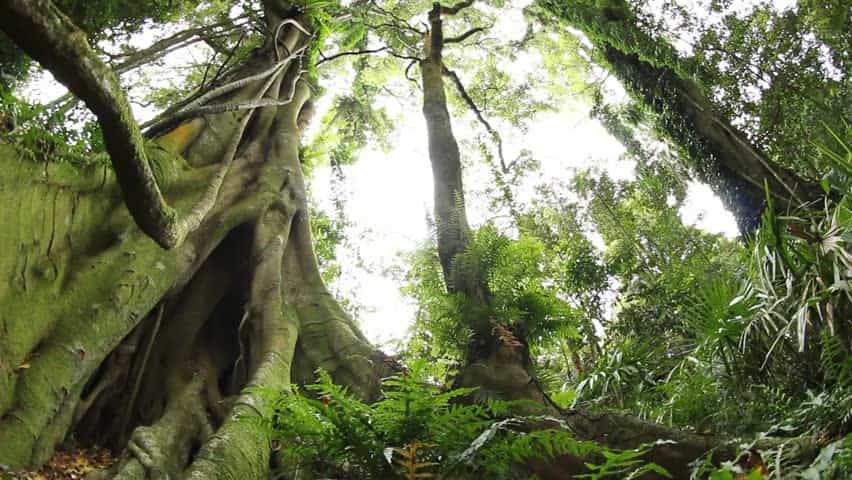 gondwana_rainforests