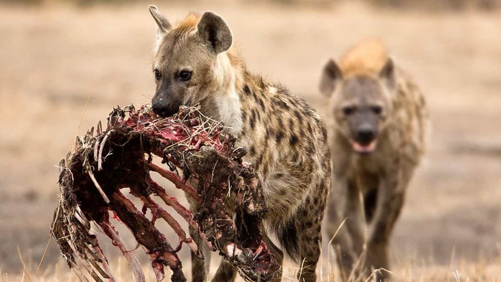Hyena Diet - Deadly animal - Spotted Hyena facts