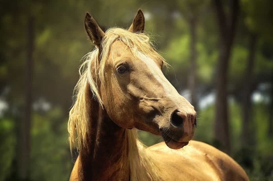 Horse Facts - Factins