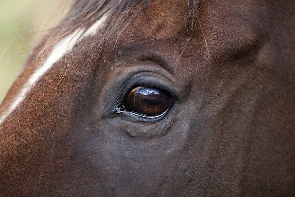Horse eye - Horse Facts - Factins