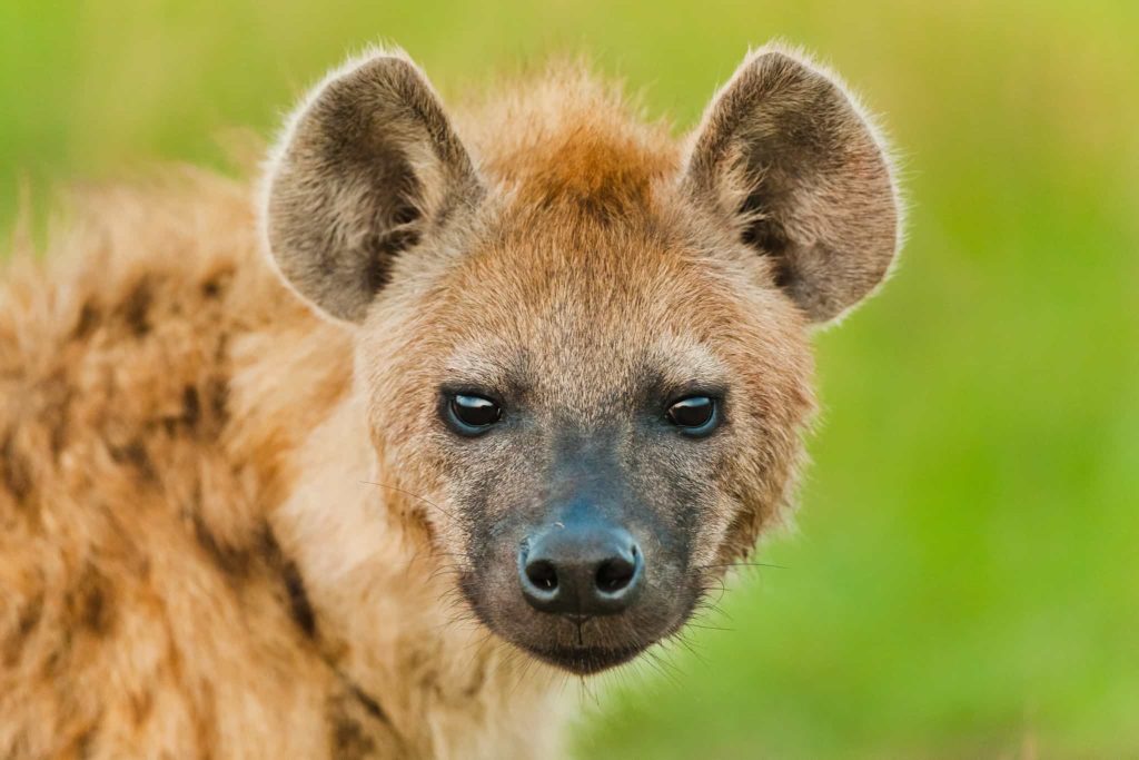 Spotted Hyena facts