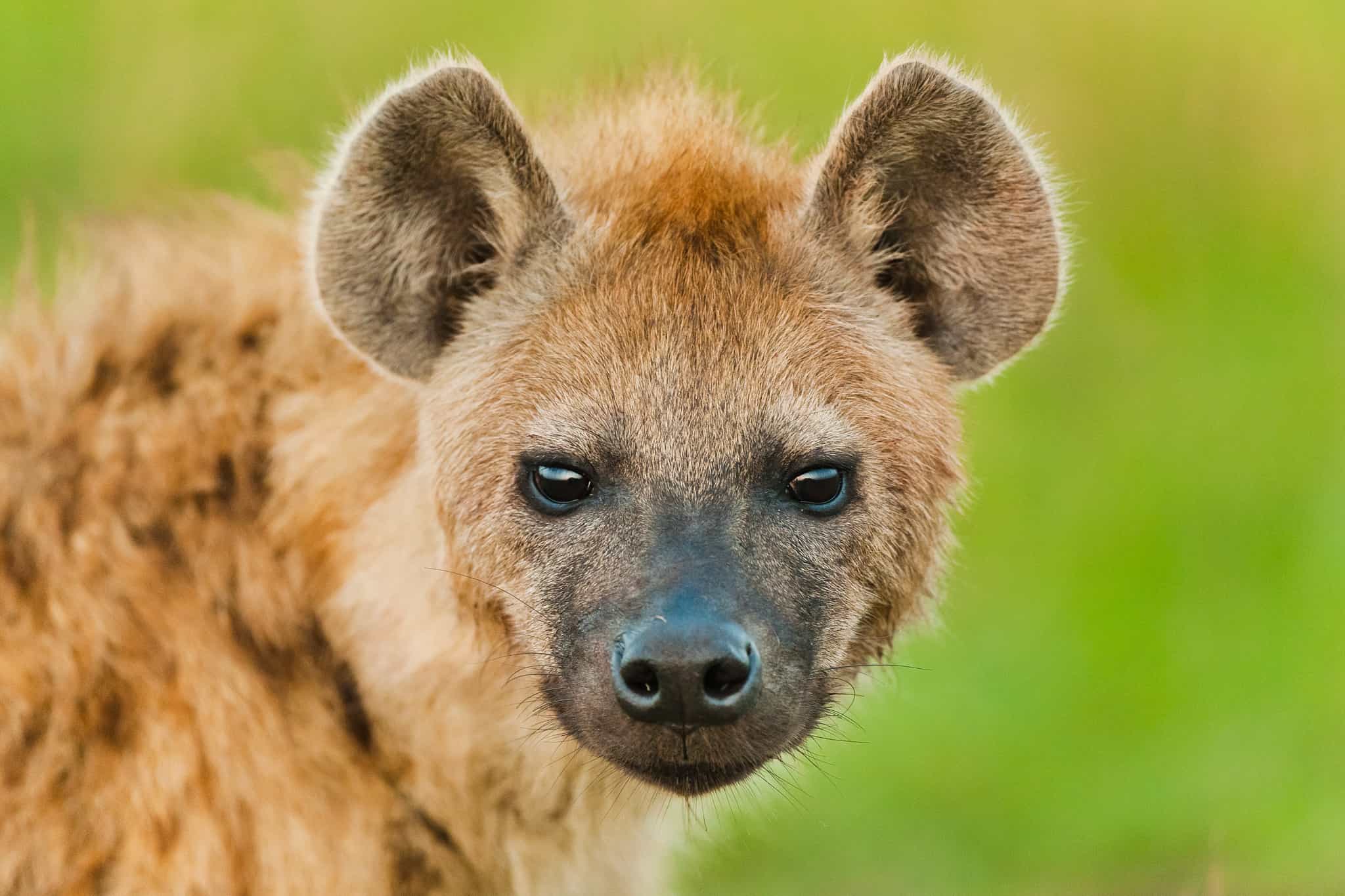 Hyena Factins