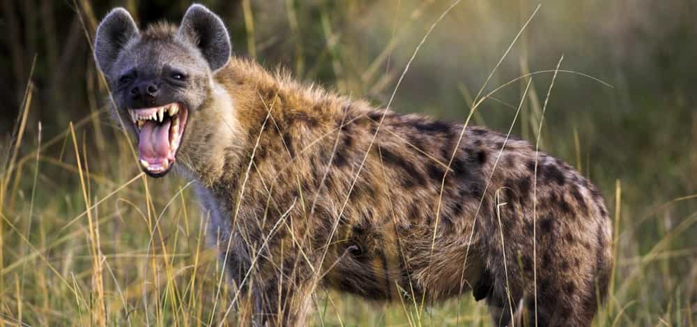 Hyena Big Jaw Power - Big Bite - Spotted Hyena facts - Factins