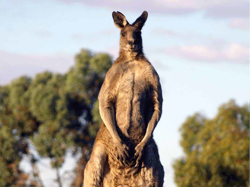 Kangaroo facts - Factins