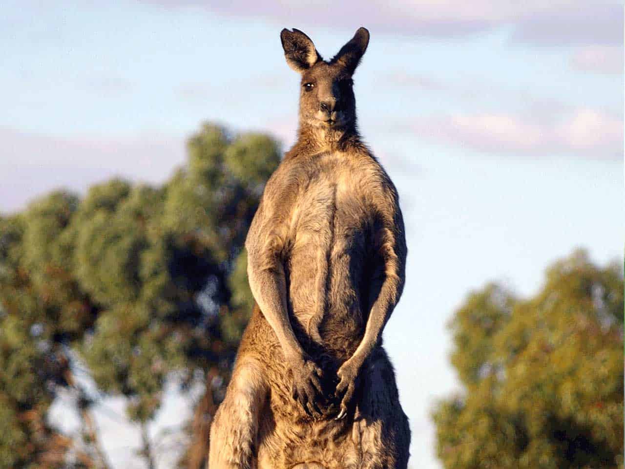 45 Interesting facts about kangaroos - The Australian ...