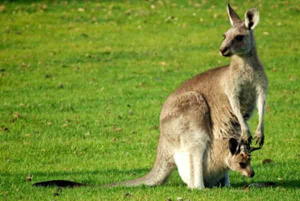 Kangaroo Pouch with Baby- Kangaroo facts - Factins