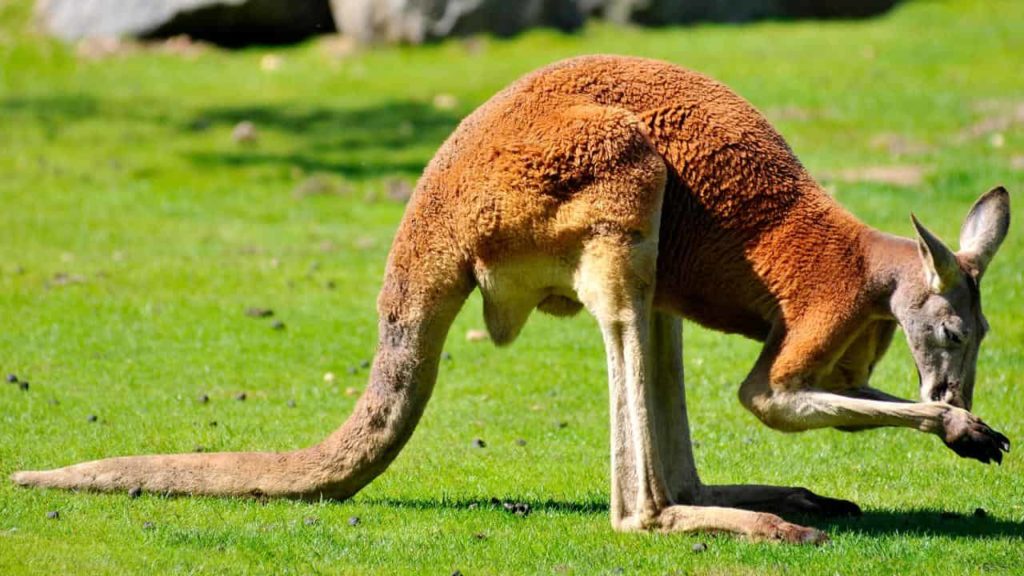 Kangaroo Tail - Kangaroo facts - Factins