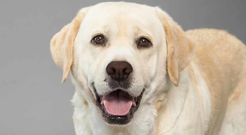 Labrador Retriever Dogs Love - Factins