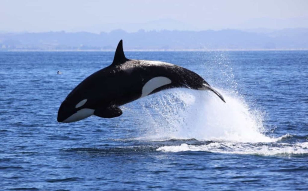 Killer Whale is Dolphin Fish - Factins