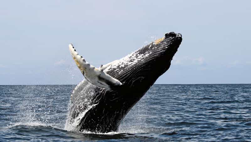 Hump Whale - Fraser Island - Factins
