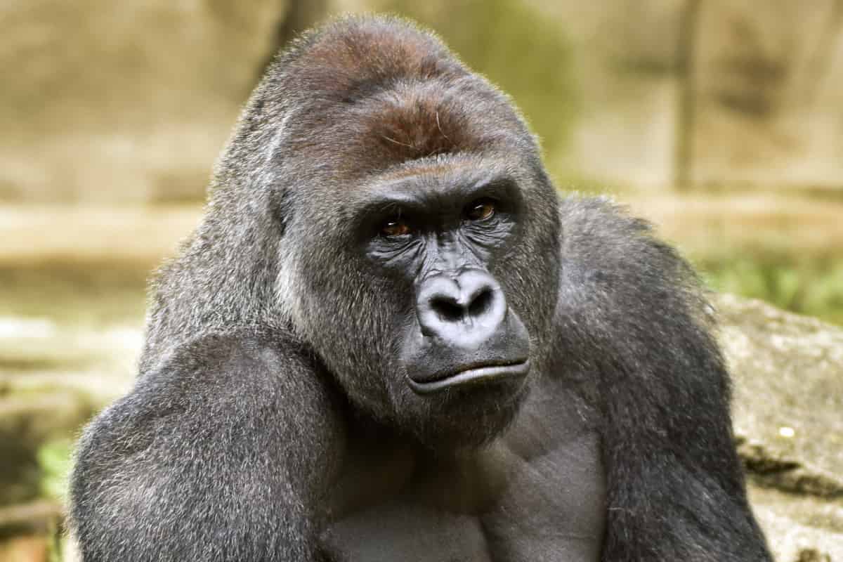 Gorilla - Great Apes - Factins