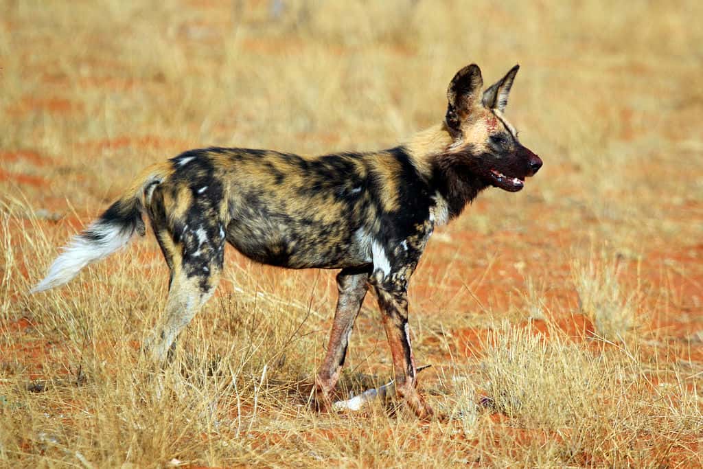 Interesting African wild dog facts, An African Vulnerable Wild Dog
