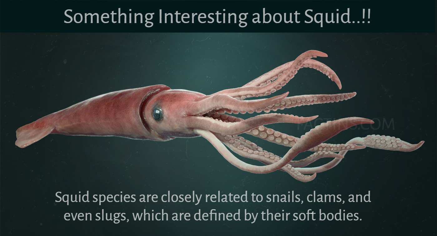 giant_squid_facts – Factins