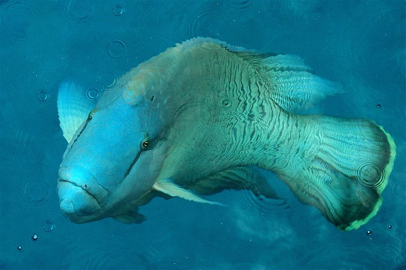 Dugong_Marsa_Alam - the great barrier reef facts