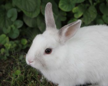 facts about rabbits