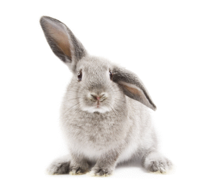 facts about rabbits eating food