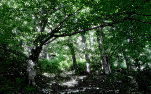 interesting facts about pakistan artificial forest