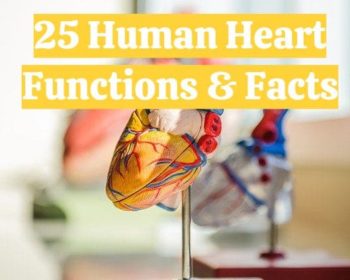 25 heart functions facts