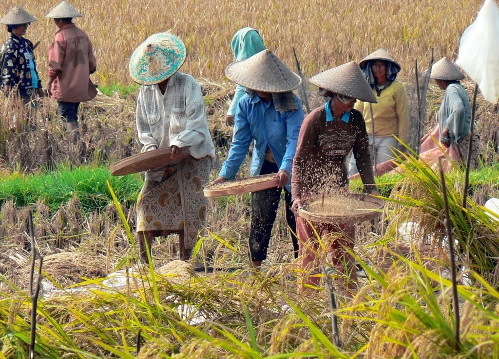 bali indonesia agriculture tourism