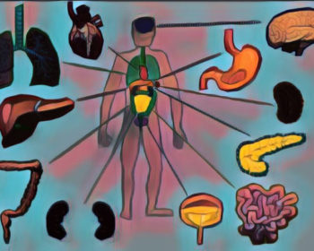 human body functions organs