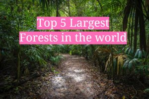 top 5 largest forests in the world