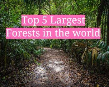 top 5 largest forests in the world